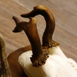 Rehgeweihe 3 Stück abnorme Rehböcke Reh Bock Geweihe Trophäenschilder 22.1306
