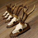 Rehgeweihe 5 Stück Rehböcke Reh Bock Geweihe Trophäenschilder 22.1308