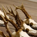 Rehgeweihe 10 Stück Rehböcke Reh Bock Geweihe Trophäenschilder 22.1309