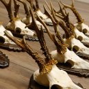 Rehgeweihe 10 Stück Rehböcke Reh Bock Geweihe Trophäenschilder 22.1309