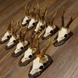 Rehgeweihe 10 Stück Rehböcke Reh Bock Geweihe Trophäenschilder 22.1309