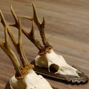 Rehgeweihe 3 Stück Rehböcke Reh Bock Geweihe Trophäenschilder 22.1310