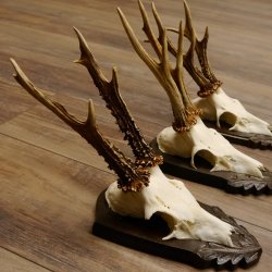 Rehgeweihe 3 Stück Rehböcke Reh Bock Geweihe Trophäenschilder 22.1310