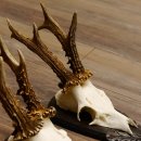 Rehgeweihe 3 Stück Rehböcke 265g/320g/300g Reh Bock Geweihe Trophäenschilder 22.1312