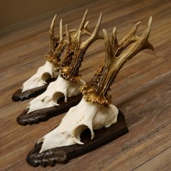 Rehgeweihe 3 Stück Rehböcke 265g/320g/300g Reh Bock Geweihe Trophäenschilder 22.1312