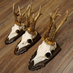 Rehgeweihe 3 Stück Rehböcke 265g/320g/300g Reh Bock Geweihe Trophäenschilder 22.1312