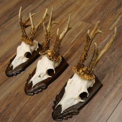 Rehgeweihe 3 Stück Rehböcke 265g/320g/300g Reh Bock Geweihe Trophäenschilder 22.1312