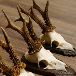 Rehgeweihe 3 Stück Rehböcke 265g/320g/300g Reh Bock Geweihe Trophäenschilder 22.1312