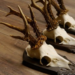 Rehgeweihe 3 Stück Rehböcke 265g/320g/300g Reh Bock Geweihe Trophäenschilder 22.1312