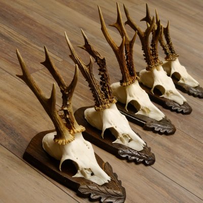 Rehgeweihe 5 Stück Rehböcke Reh Bock Geweihe Trophäenschilder 22.1314