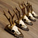 Rehgeweihe 5 Stück Rehböcke Reh Bock Geweihe...