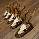 Rehgeweihe 5 Stück Rehböcke Reh Bock Geweihe Trophäenschilder 22.1314