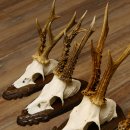 Rehgeweihe 5 Stück Rehböcke Reh Bock Geweihe Trophäenschilder 22.1314