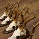 Rehgeweihe 5 Stück Rehböcke Reh Bock Geweihe Trophäenschilder 22.1314