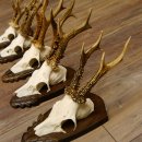 Rehgeweihe 5 Stück Rehböcke Reh Bock Geweihe Trophäenschilder 22.1314