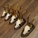 Rehgeweihe 5 Stück Rehböcke Reh Bock Geweihe Trophäenschilder 22.1314