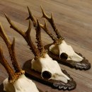 Rehgeweihe 5 Stück Rehböcke Reh Bock Geweihe Trophäenschilder 22.1314