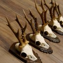 Rehgeweihe 5 Stück Rehböcke Reh Bock Geweihe Trophäenschilder 22.1314