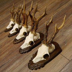 Rehgeweihe 5 Stück Rehböcke Reh Bock Geweihe Trophäenschilder 22.1314