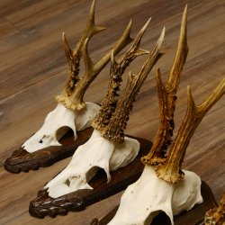 Rehgeweihe 5 Stück Rehböcke Reh Bock Geweihe Trophäenschilder 22.1314