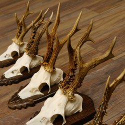 Rehgeweihe 5 Stück Rehböcke Reh Bock Geweihe Trophäenschilder 22.1314