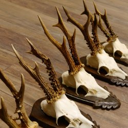 Rehgeweihe 5 Stück Rehböcke Reh Bock Geweihe Trophäenschilder 22.1314
