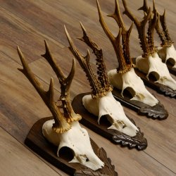 Rehgeweihe 5 Stück Rehböcke Reh Bock Geweihe Trophäenschilder 22.1314