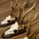 Rehgeweihe 3 Stück Rehböcke Reh Bock Geweihe Trophäenschilder 22.1316
