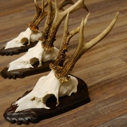 Rehgeweihe 3 Stück Rehböcke Reh Bock Geweihe Trophäenschilder 22.1316