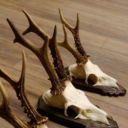 Rehgeweihe 3 Stück Rehböcke Reh Bock Geweihe Trophäenschilder 22.1316