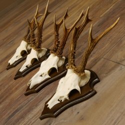 Rehgeweihe 4 Stück Set auf Trophäenschilder Rehbock Reh Bock Geweihe 21.472
