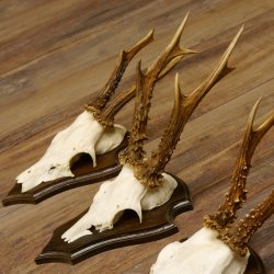 Rehgeweihe 4 Stück Set auf Trophäenschilder Rehbock Reh Bock Geweihe 21.472