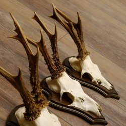 Rehgeweihe 4 Stück Set auf Trophäenschilder Rehbock Reh Bock Geweihe 21.472