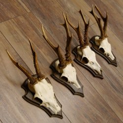 Rehgeweihe 4 Stück Set auf Trophäenschilder Rehbock Reh Bock Geweihe 21.472