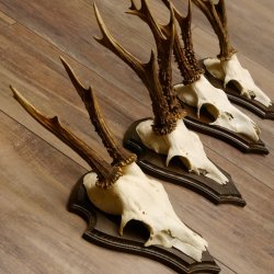 Rehgeweihe 4 Stück Set auf Trophäenschilder Rehbock Reh Bock Geweihe 21.472