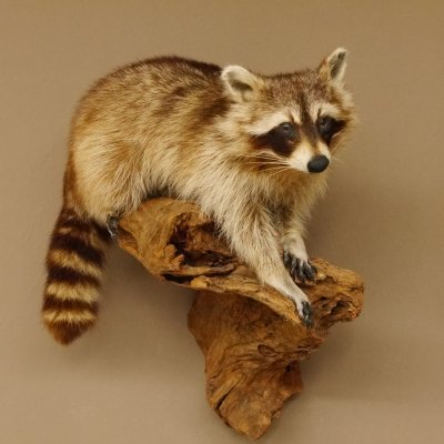 Waschbär Präparat auf Ast zum hängen 89.9.30