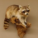 Waschbär Präparat auf Ast zum hängen 89.9.30