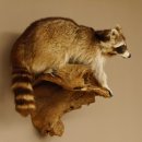 Waschbär Präparat auf Ast zum hängen 89.9.30