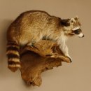 Waschbär Präparat auf Ast zum hängen 89.9.30
