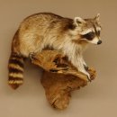 Waschbär Präparat auf Ast zum hängen 89.9.30