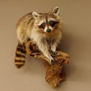 Waschbär Präparat auf Ast zum hängen 89.9.30