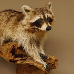 Waschbär Präparat auf Ast zum hängen 89.9.30
