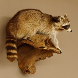Waschbär Präparat auf Ast zum hängen 89.9.30