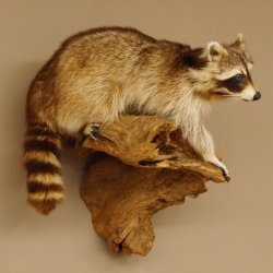 Waschbär Präparat auf Ast zum hängen 89.9.30