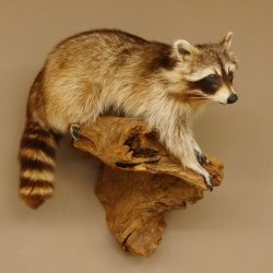 Waschbär Präparat auf Ast zum hängen 89.9.30