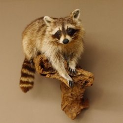 Waschbär Präparat auf Ast zum hängen 89.9.30