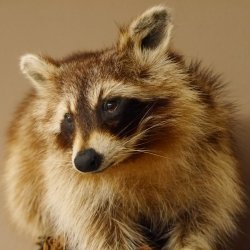 Waschbär Präparat auf Ast zum hängen 89.9.30