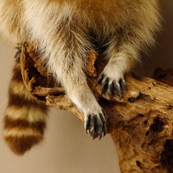 Waschbär Präparat auf Ast zum hängen 89.9.30