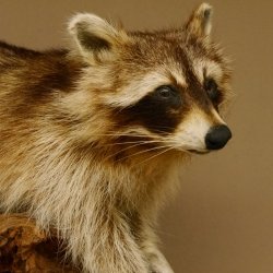Waschbär Präparat auf Ast zum hängen 89.9.30