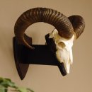 Mufflon (Ovis gmelini musimon) Widder Geweih...